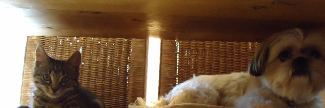 Dierendag. Hoezo dierendag? | Vlindertje73