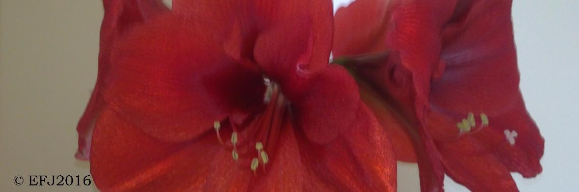 Drankorgel… Ik? Excusez moi? | Vlindertje73