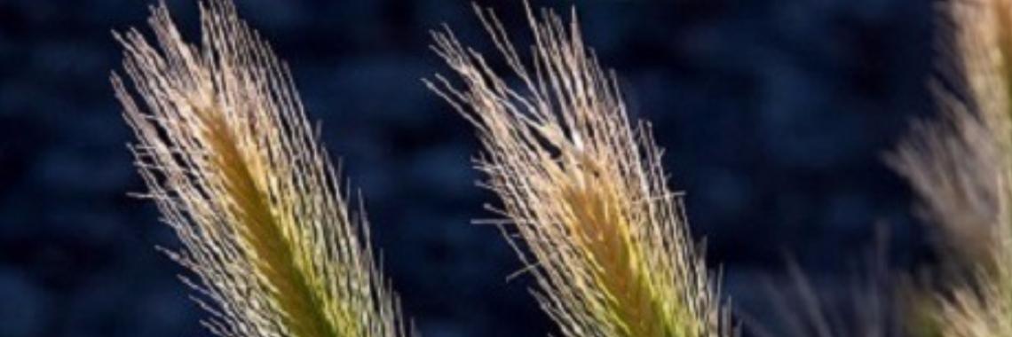 Grasaar zéér gevaarlijk voor hond en kat | Vlindertje73