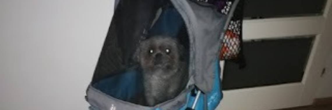 Hond op wielen | Vlindertje73