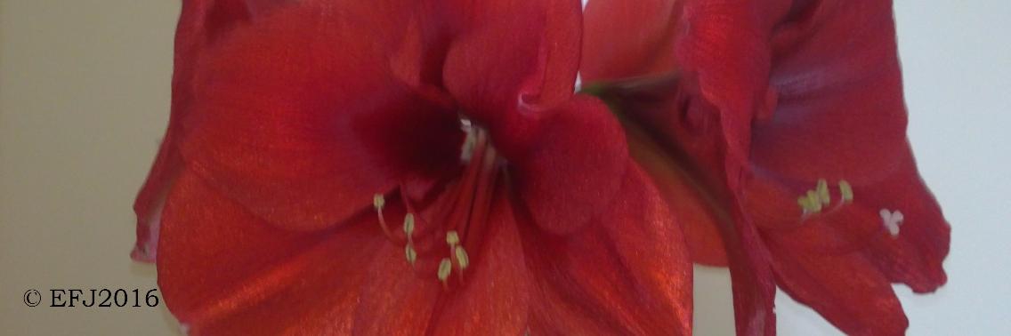 Ik wil je! Zoals het is! | Vlindertje73