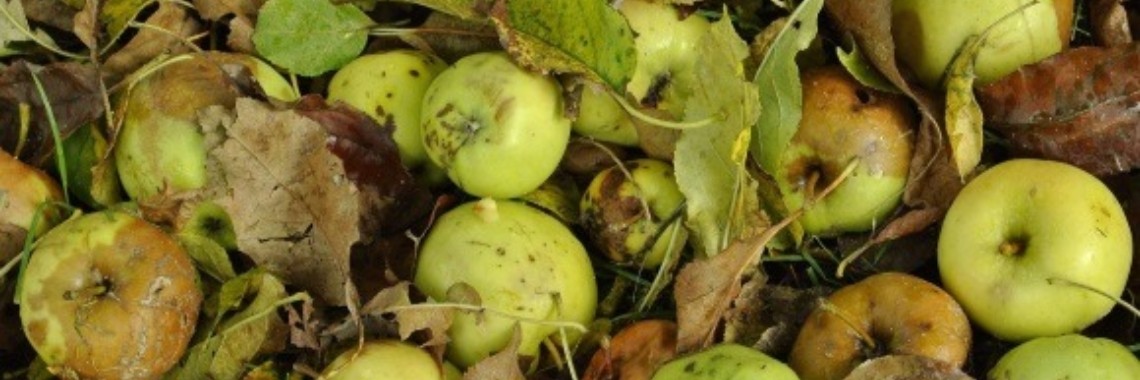 Je hebt appels en rotte appels. | Vlindertje73