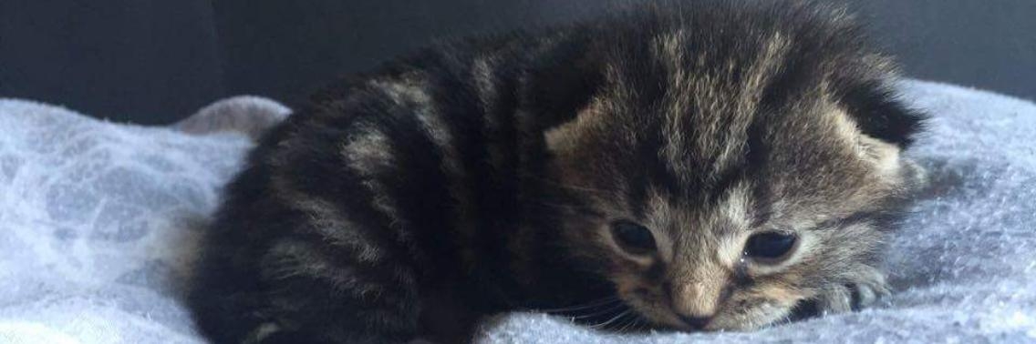 Liefde op het eerste gezicht. | Vlindertje73