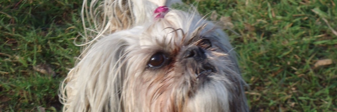 Mijn hond sleept mij door de pijn. | Vlindertje73