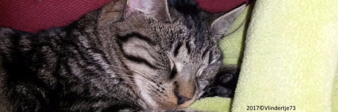 Mijn kitten is te groot voor zijn skelet! Huh...wat? | Vlindertje73