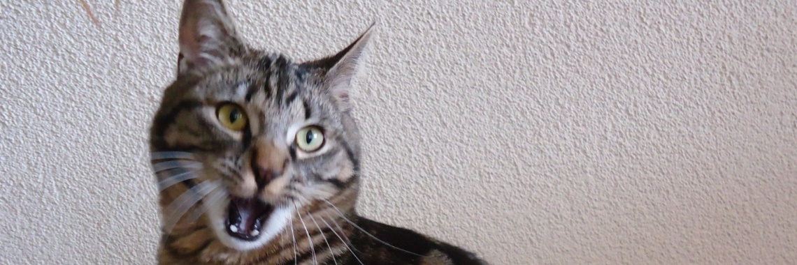 Moordkat! | Vlindertje73