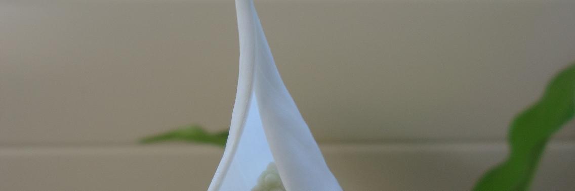 Pesten! Waar heb ik dat aan verdiend?  | Vlindertje73