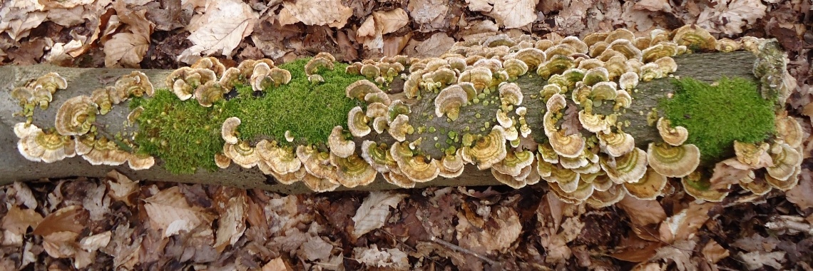 Zwammen in het Quintusbos. | Vlindertje73