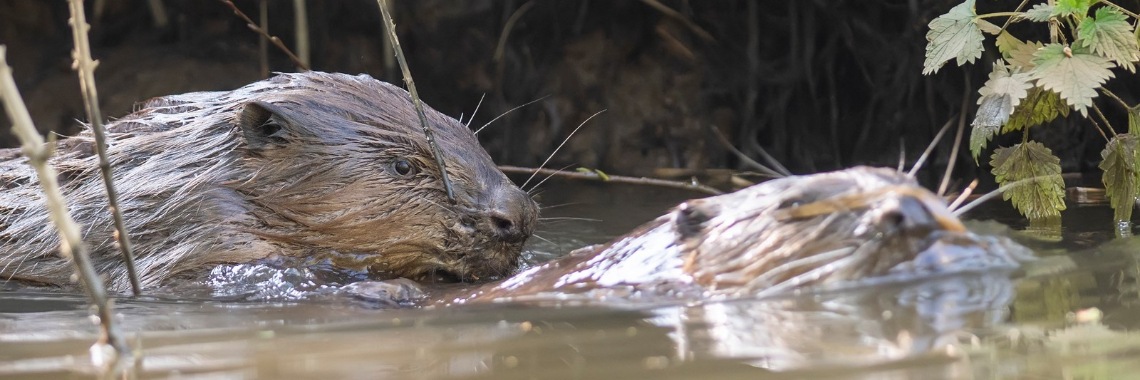 Beverliefde | Natuurfotografie