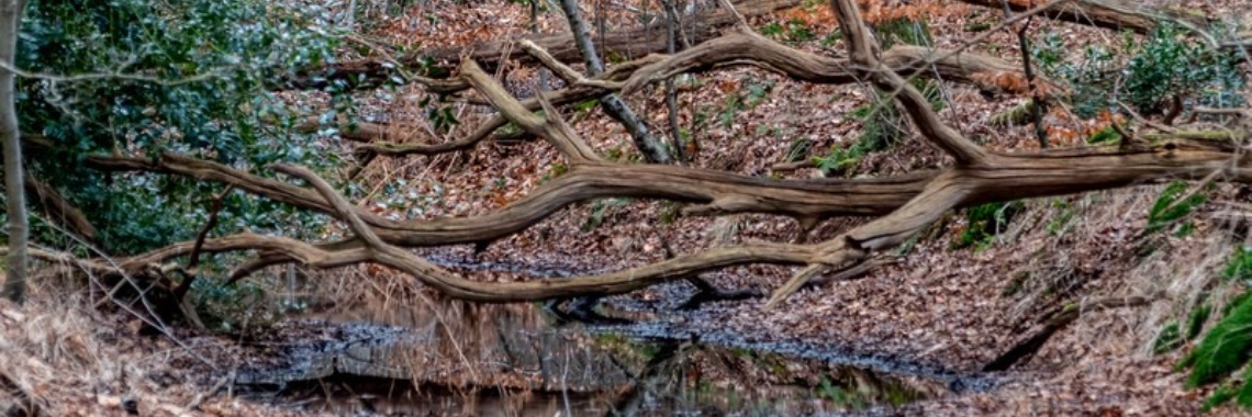 Gezocht en Gevonden | Natuurfotografie