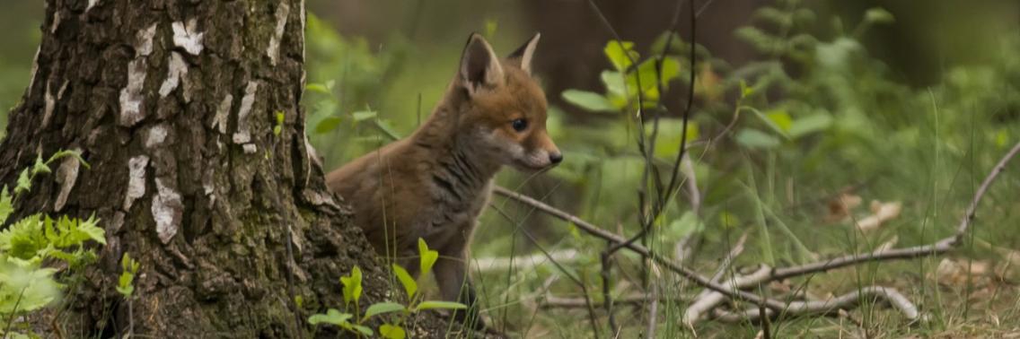 Jonge Vos | Natuurfotografie