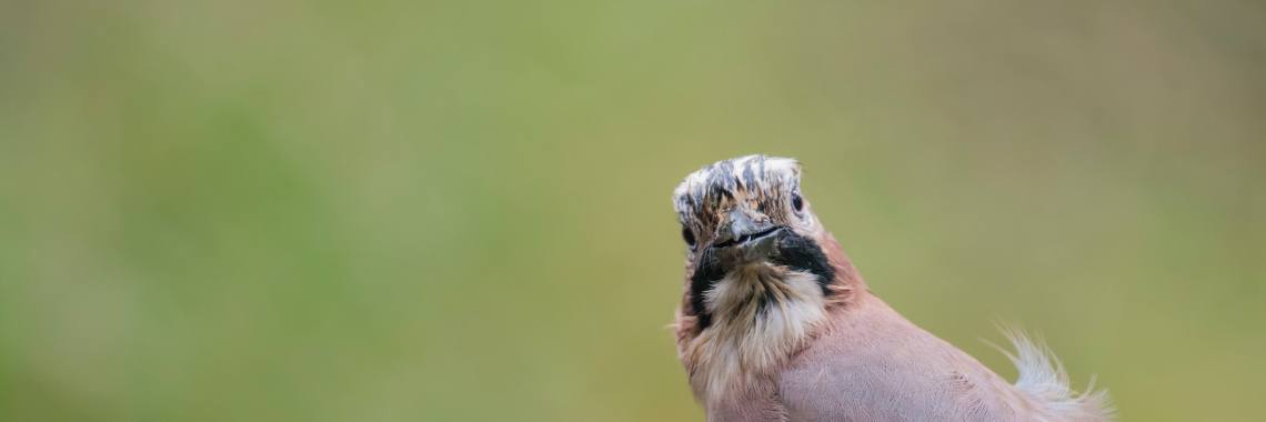 Ik voel me bekeken  :-) | Natuurfotografie