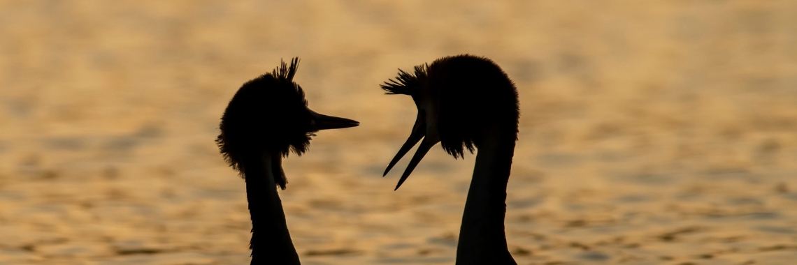 Verliefd.. | Natuurfotografie