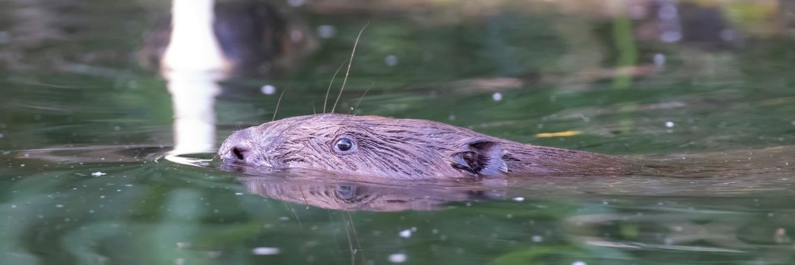 Vroeg wakker geweest | Natuurfotografie