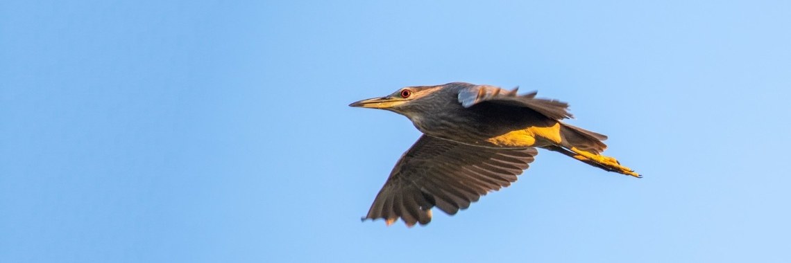 Juveliele Kwak | Natuurfotografie