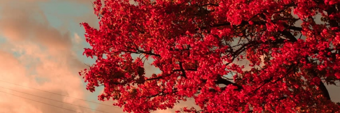 Ik heb teveel liefde voor een enkele partner | Philosopher stone