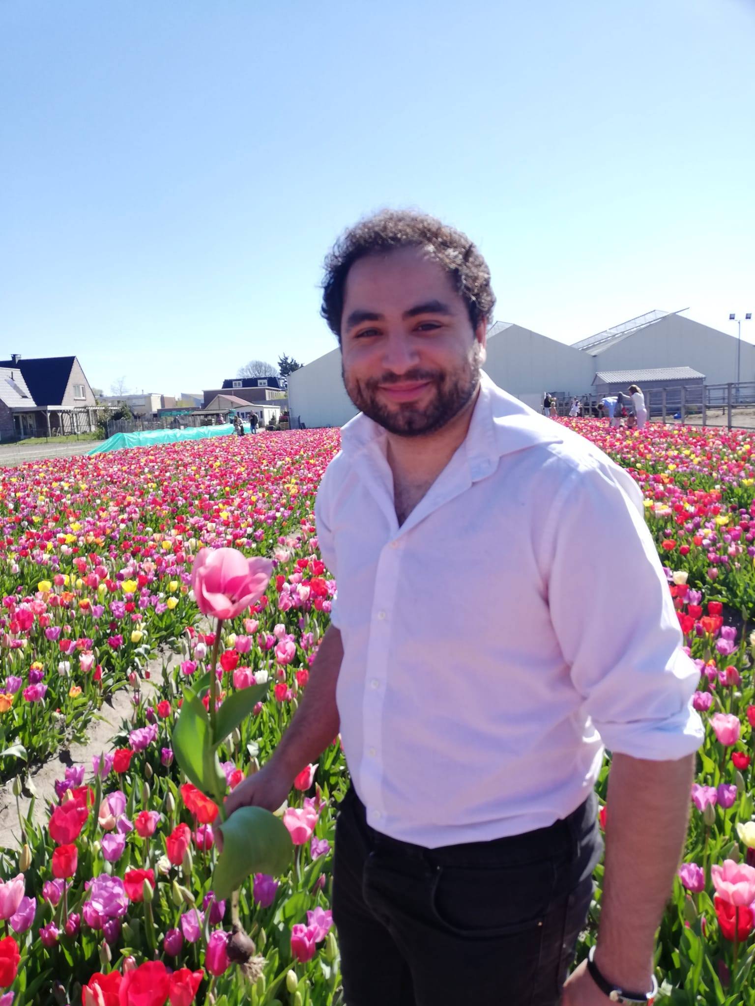 🌷 Picking Fresh Dutch Tulips 🌷