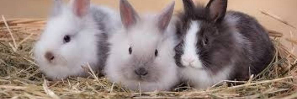 Konijnen namen! | r.vandenheuvel2002