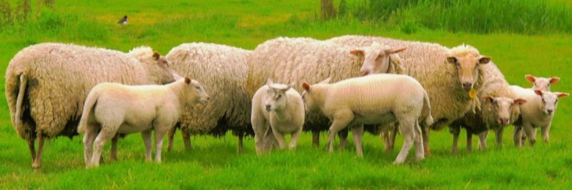 Mijn zondagmorgen ronde | Zij-instromer wijkziekenverzorgende IG