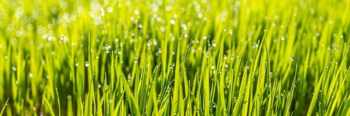 Graszoden leggen voor de winter | Skywaymen