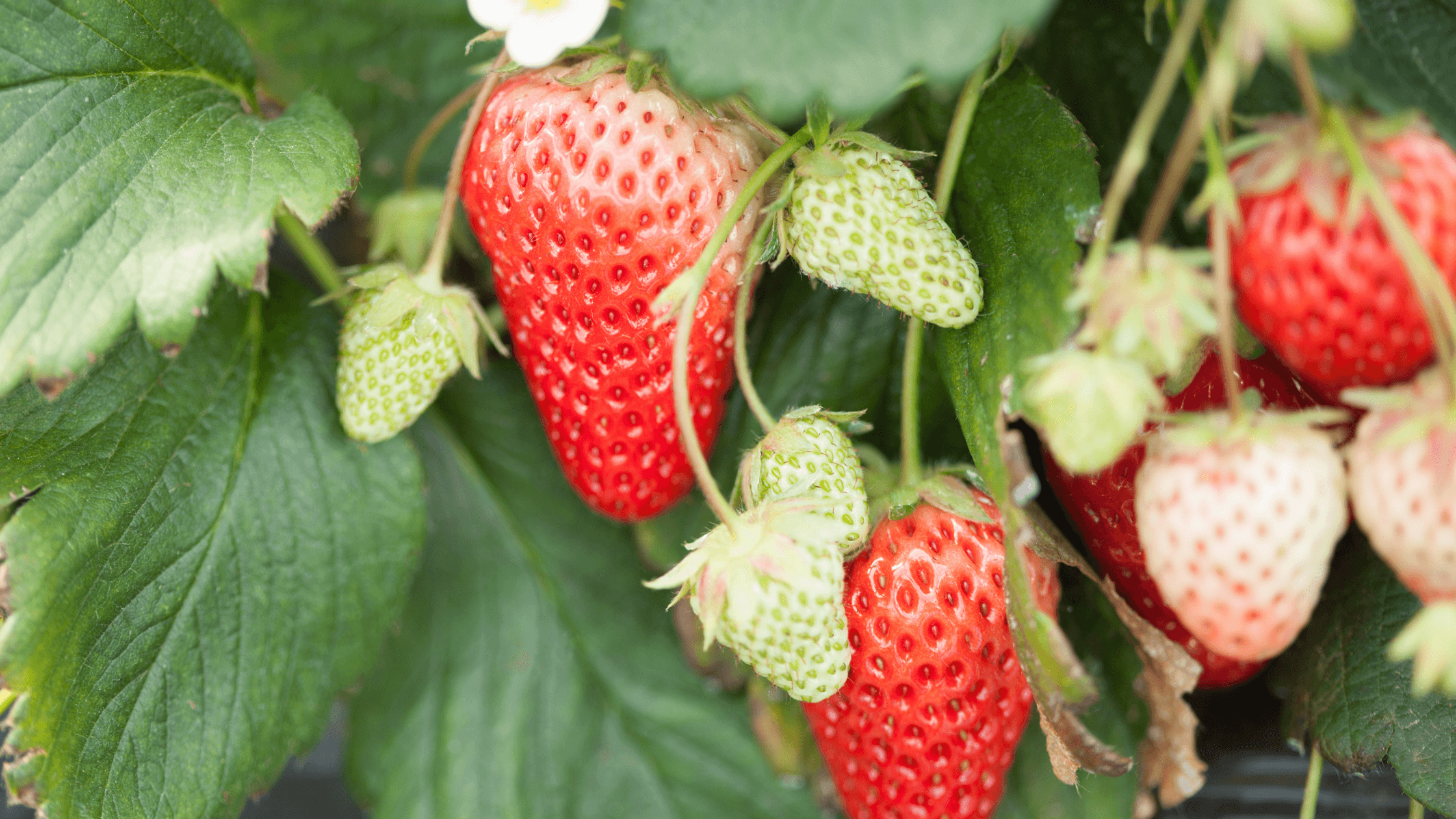 Bescherm Je Aardbeien: Effectieve Tips en Materialen | Maddys FoodFun