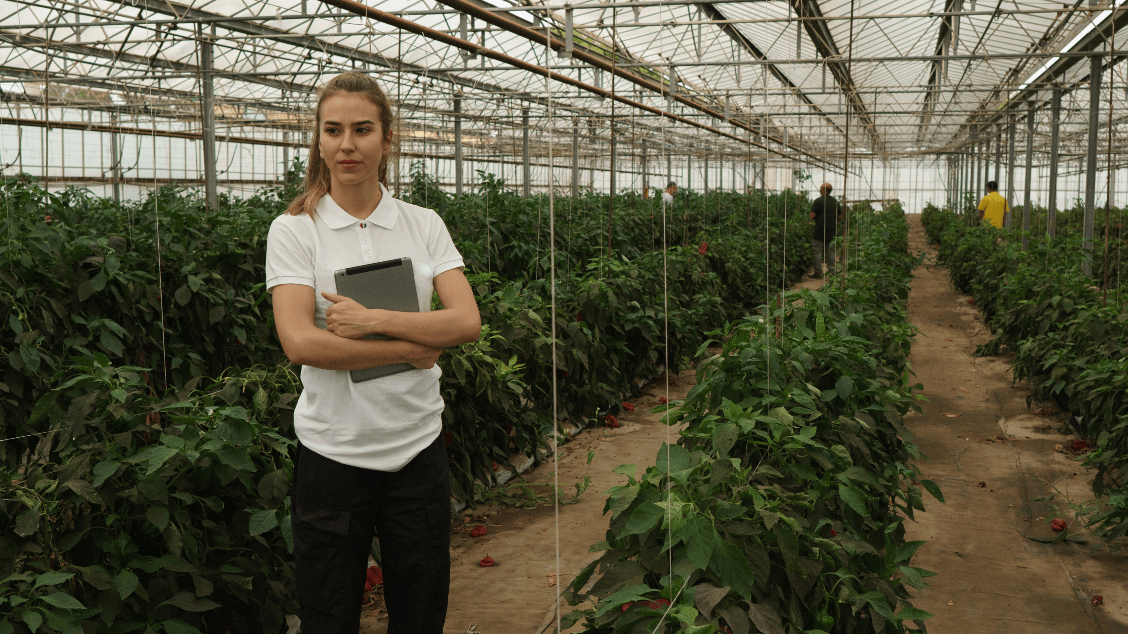 Verticale Boerderijen en Stedelijke Landbouw: De Rol van Technologie in Duurzame Voedselproductie | Maddys FoodFun