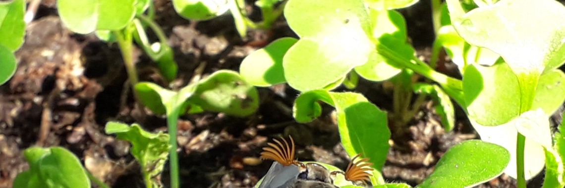 Moestuinvriendjes | Gezond leven met Vayenn