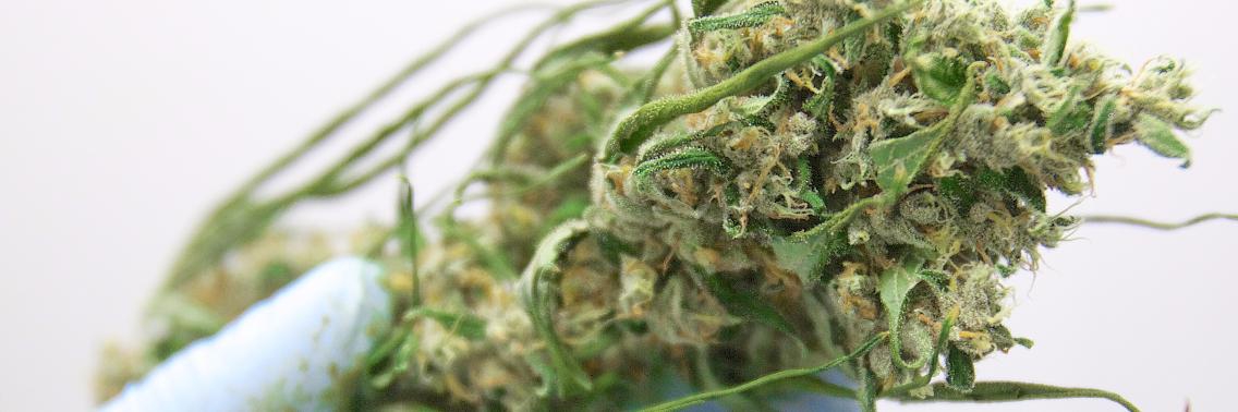 Medicinale cannabis verovert wereld! | Yabastaman