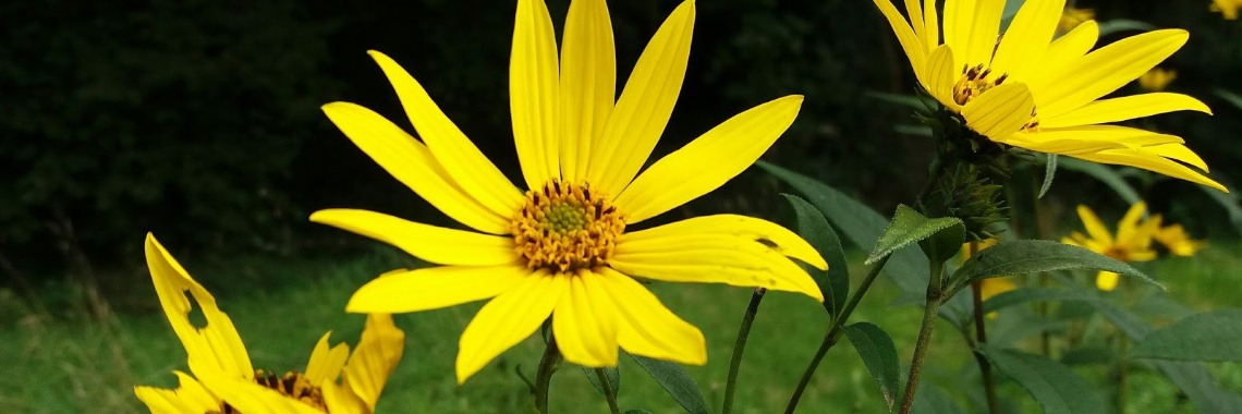 Aardpeer of Helianthus tuberosus | Maurice Godefridi