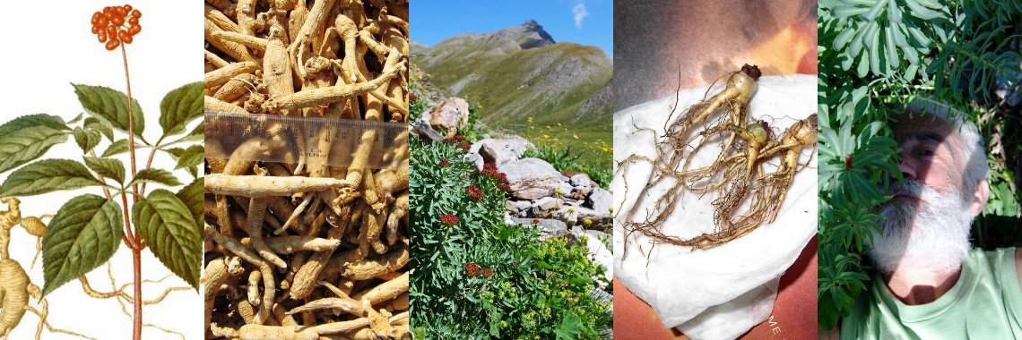 Adaptogens and burnout | Maurice Godefridi