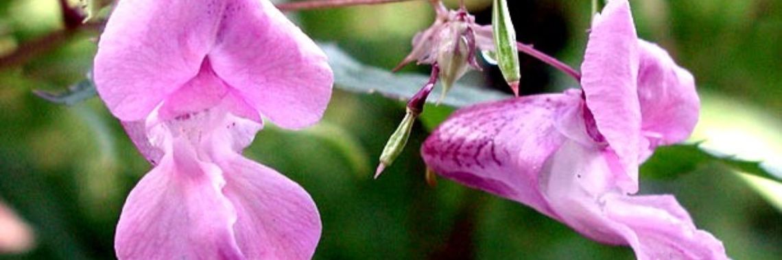 Balsemien voor springerige mensen | Maurice Godefridi
