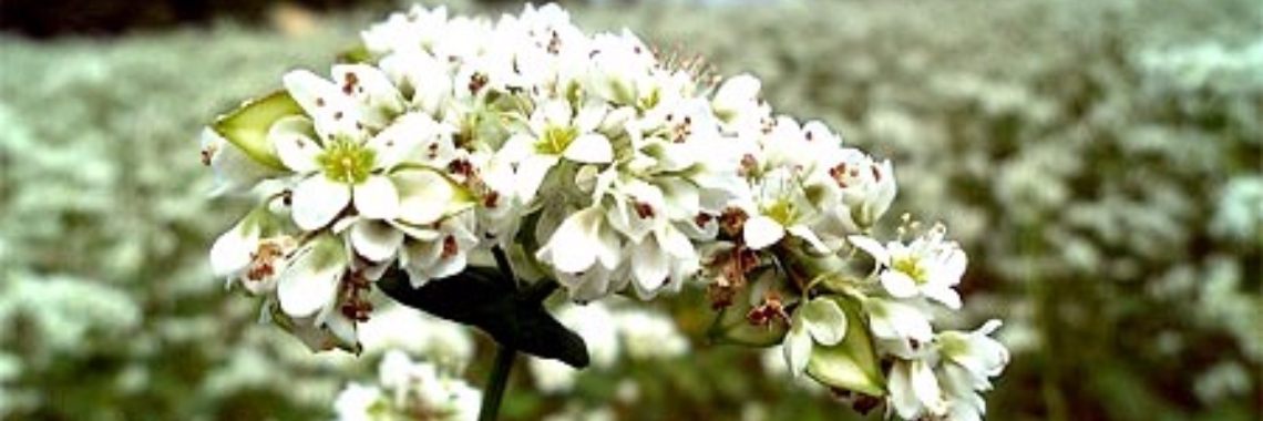 Boekweit voor het veneuze vaatstelsel | Maurice Godefridi