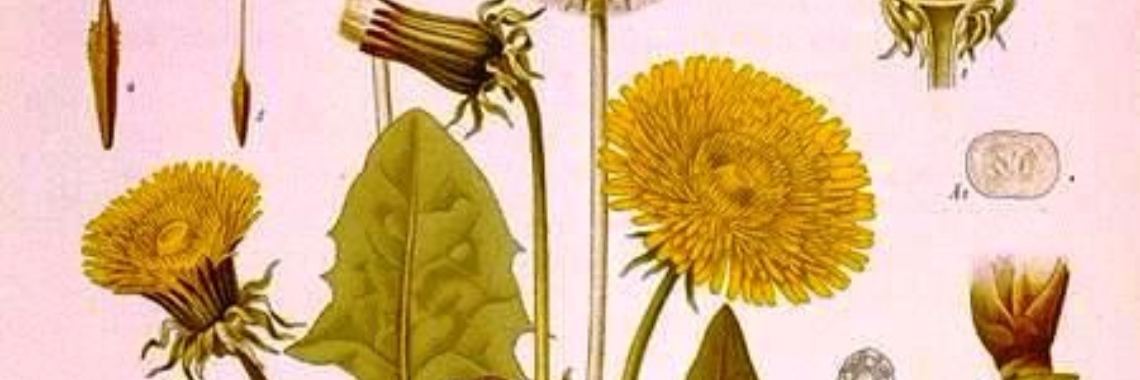 Brandnetel en Paardenbloem: een voorjaarskuur. | Maurice Godefridi