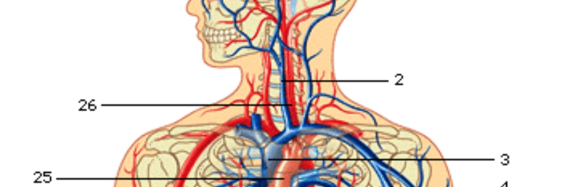 Cholesterol, voeding en kruiden | Maurice Godefridi
