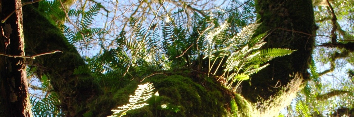 Eikvaren en wandelen in Weris | Maurice Godefridi