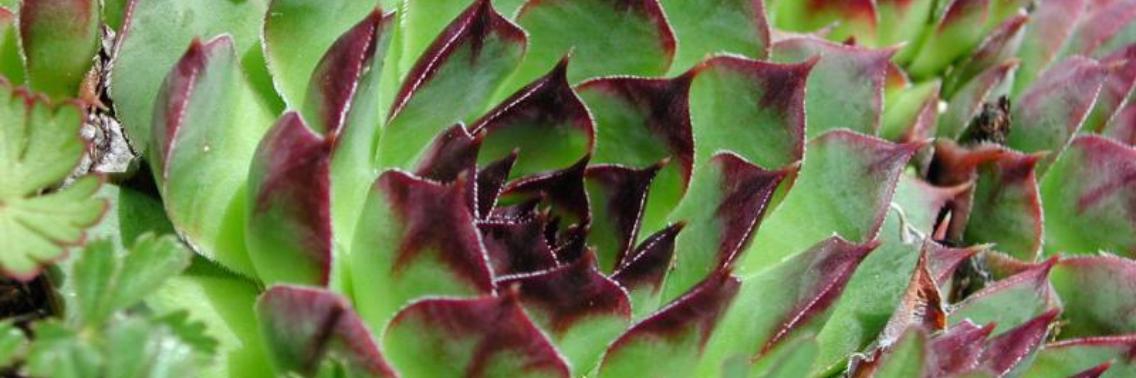 Huislook, eerste hulpmiddel bij uitstek | Maurice Godefridi