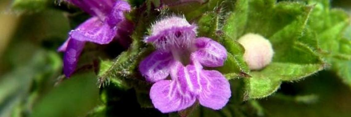 Lang geleden. Over mijn moeder en de ballote. | Maurice Godefridi