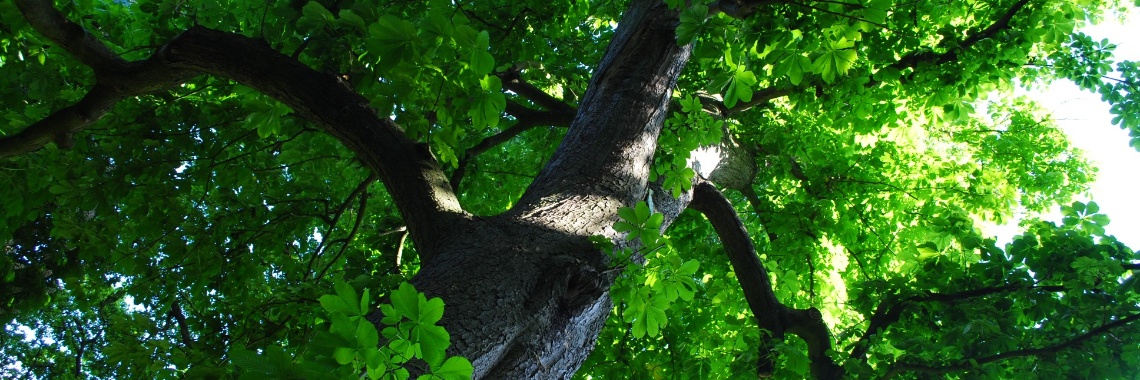Horse chestnut as a medicinal herb | Maurice Godefridi