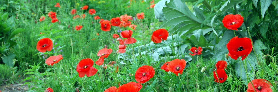 Retro: Spicy hiking in Nuth | Maurice Godefridi