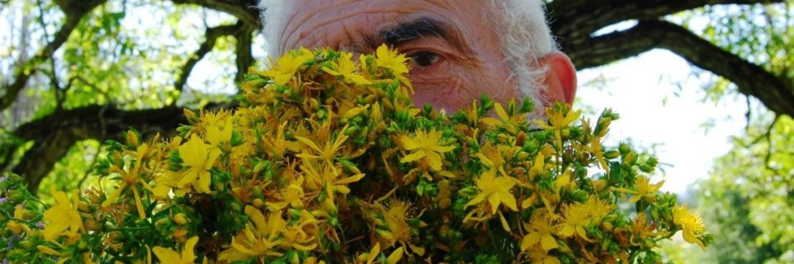 Sint-Janskruid, geschiedenis en etymologie | Maurice Godefridi