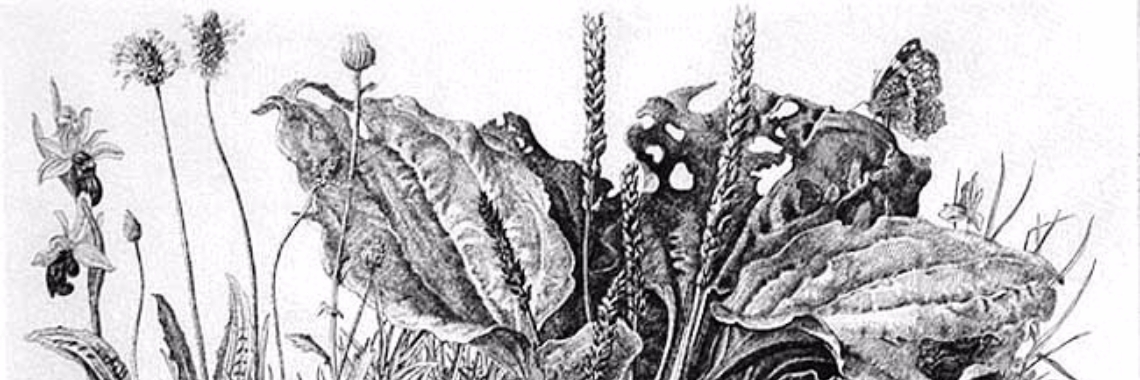 Weegbree, geschiedenis en mythisch gebruik | Maurice Godefridi