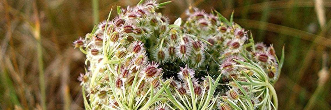 Wonderlijke wilde peen | Maurice Godefridi