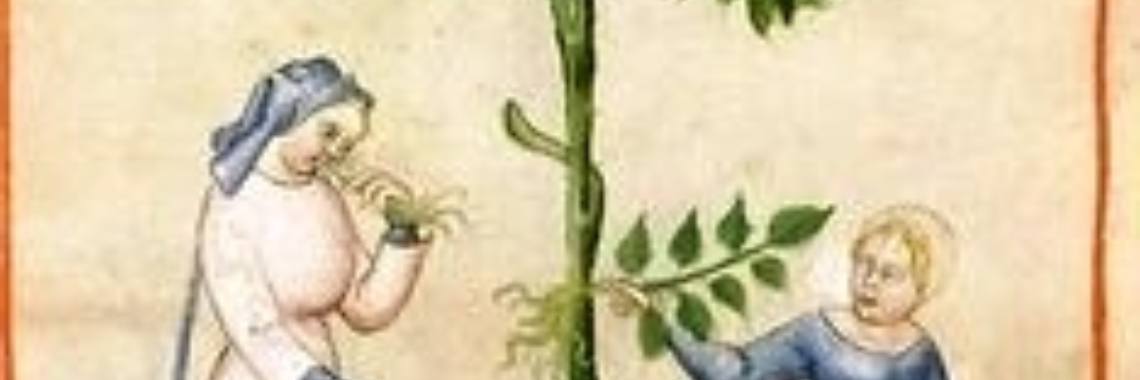 Licorice | Maurice Godefridi