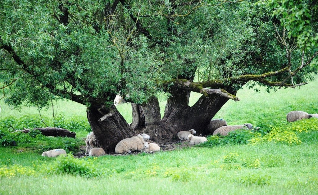 Frankrijk: De maagd en Domremy-la-Pucelle | Maurice Godefridi
