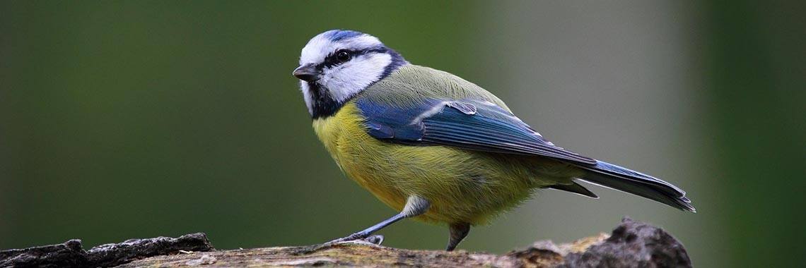 140 woorden januari 2018  VOORJAARSDROOM | Eduard Eggink