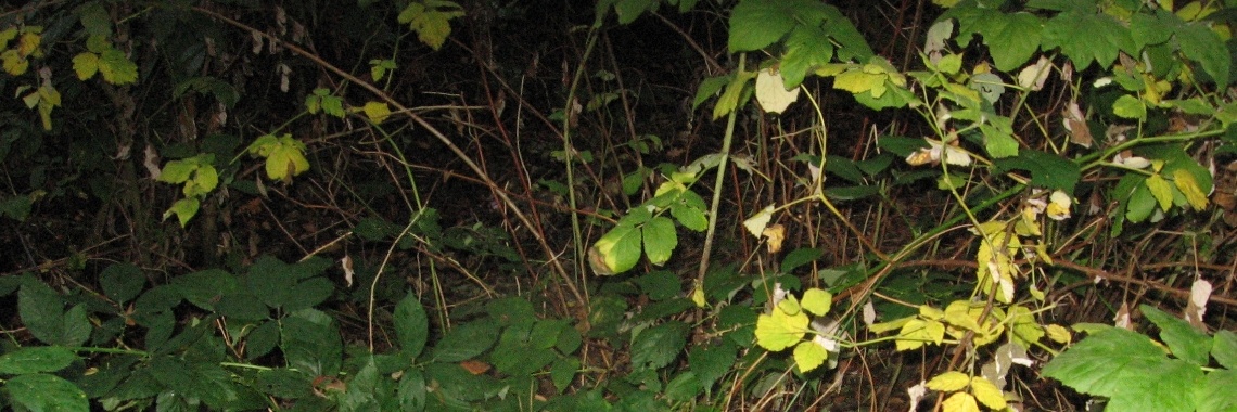 Het hekje van tante Agaath | Eduard Eggink