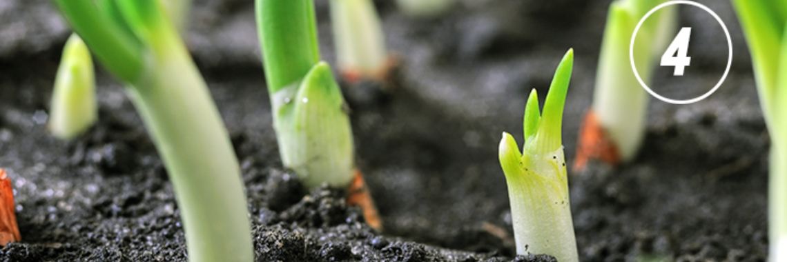 10 planten en groenten die je onbeperkt kan herplanten | Yoors World