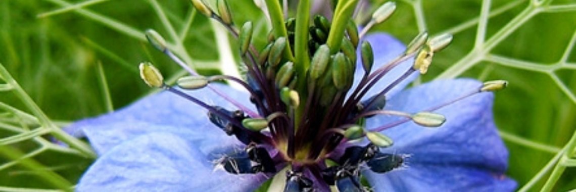 11 gezondheidsredenen om zwarte komijn op te nemen in je recepten | Yoors World