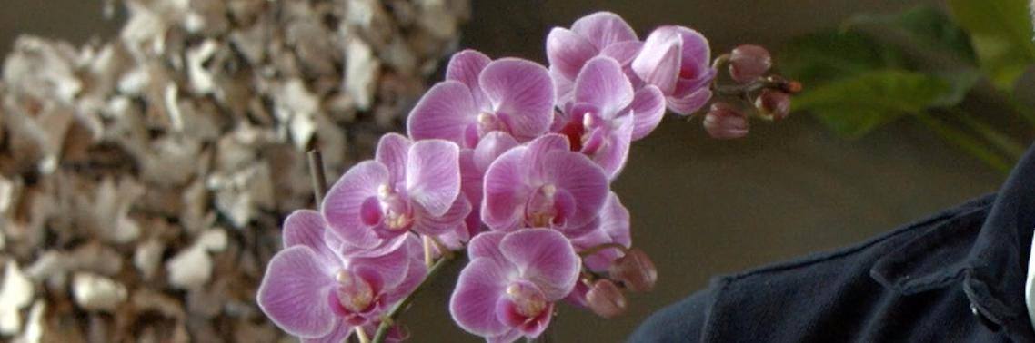 3 planten die een positieve energie in je huis brengen | Yoors World