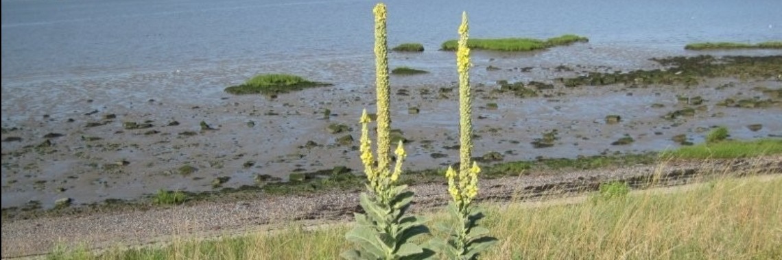 5 medicinale planten die sinds eeuwen door de indianen gebruikt werden | Yoors World